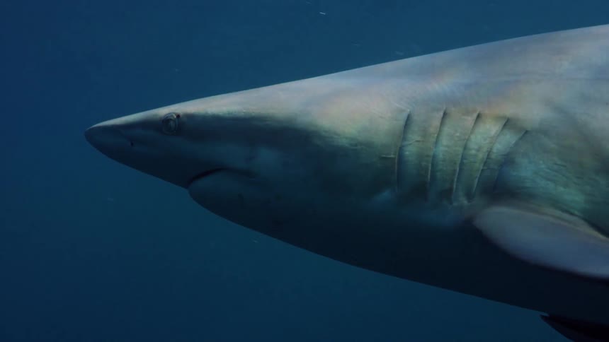A shark and fish swimming in ocean water