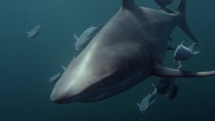 Shark and sharks pups swim underwater