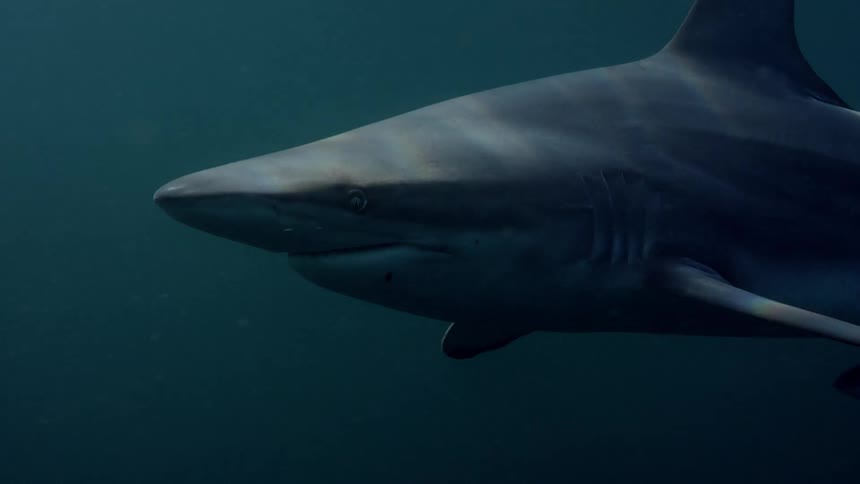 Large shark glides slowly through dimly lit water and brushes by disappearing to the left