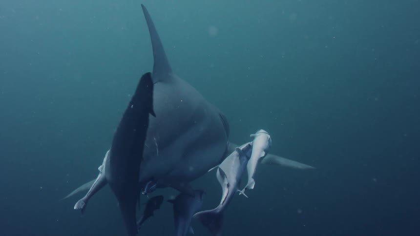 Shark and shark pups swim underwater