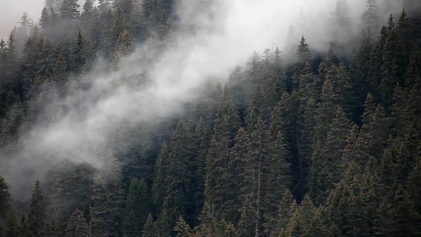 Fog rolls across a forest