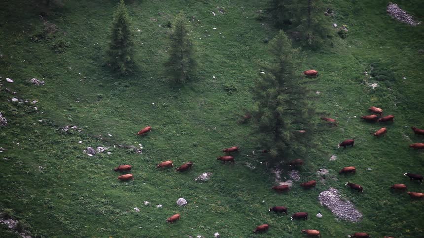 A herd of cows in a field