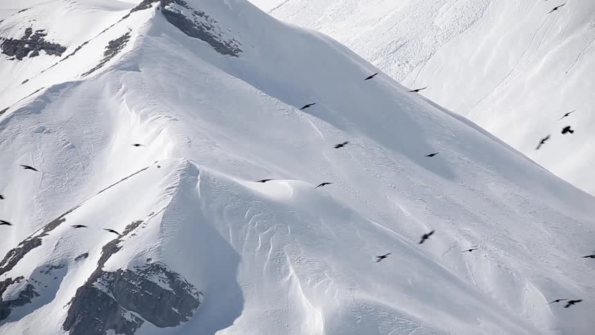 Large flock of birds fly over a snowy mountain