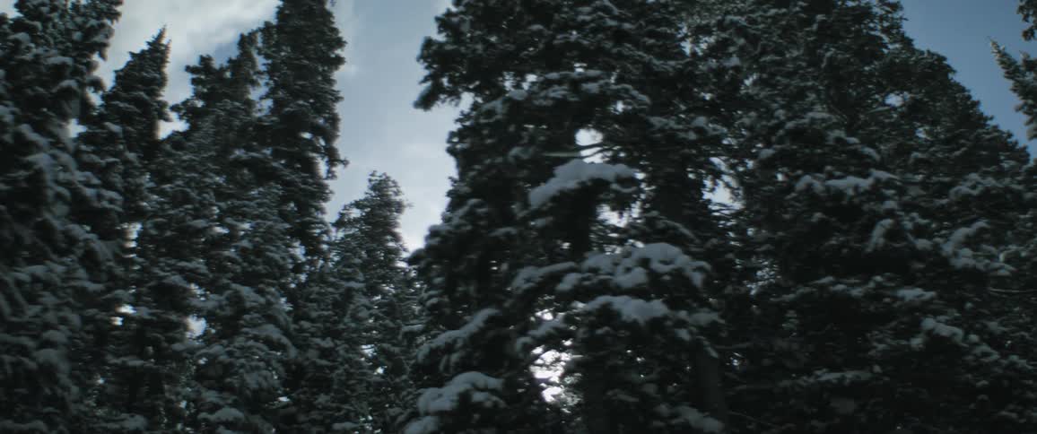Snow is on the tree branches