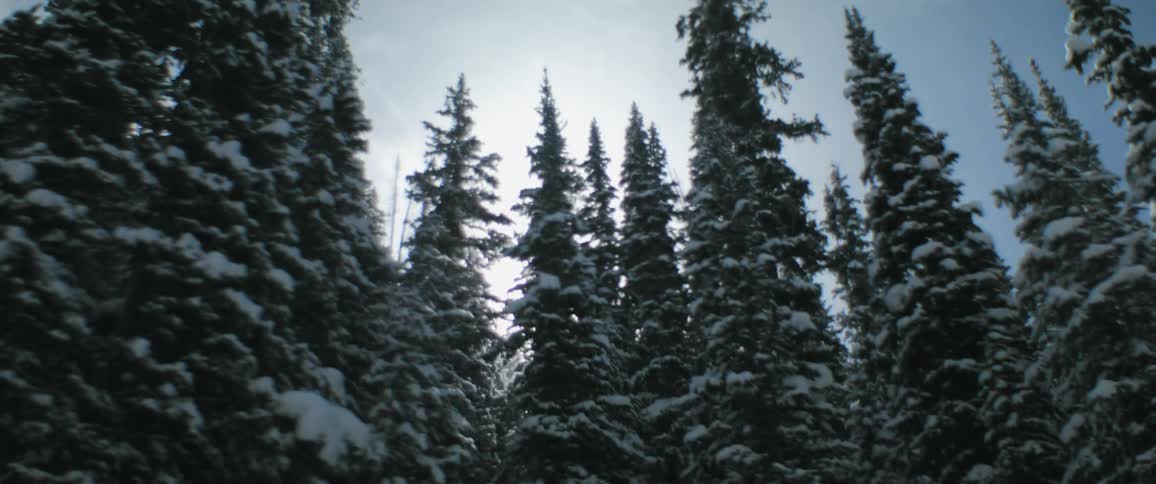 Bright sun shines through snow covered conifer forest