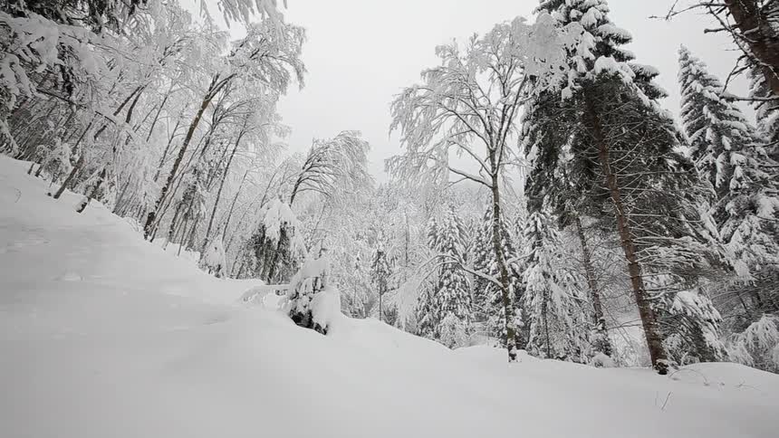 The hill goes up covered with snow and trees