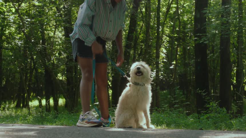 Woman attaches leash to dog collar and walks along road near woods with the animal
