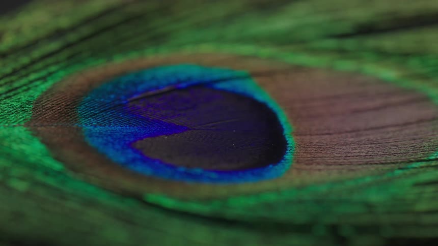 Extreme close up of light passing over the eye on a peacock feather