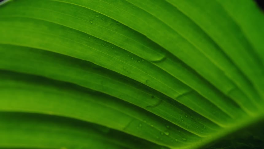 Dew droplets on a tropical leaf is displayed