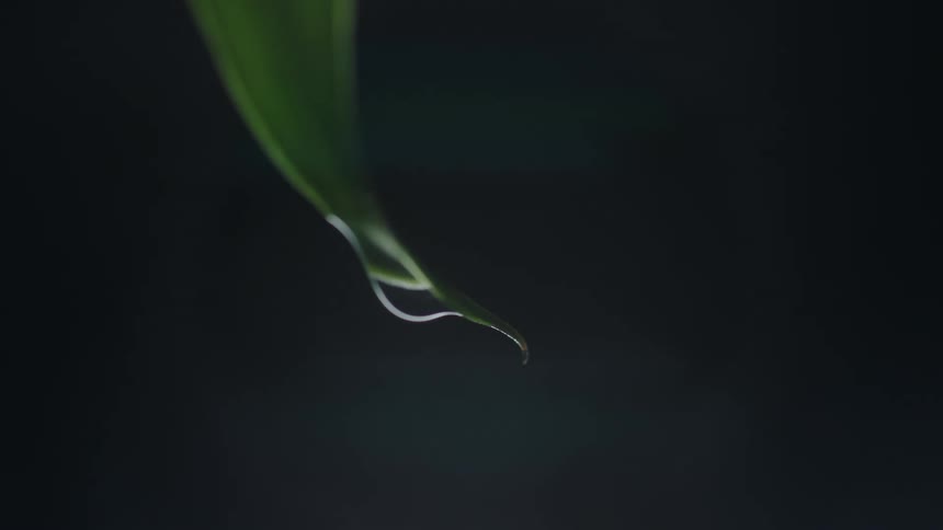 Light shines on a water droplet as it falls from a plant in the darkness