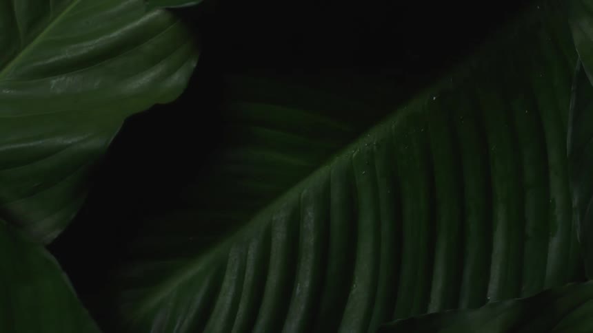 Close up view of a leaf in a tropical area is displayed