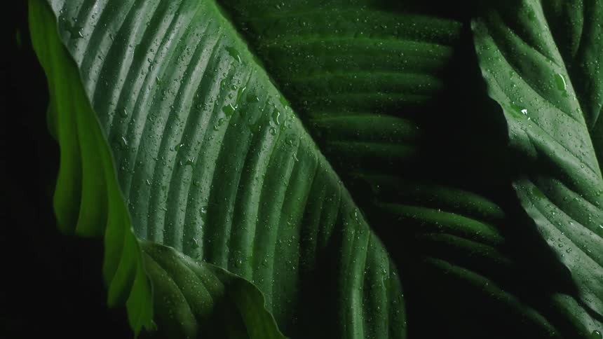 A view of drops on leaves