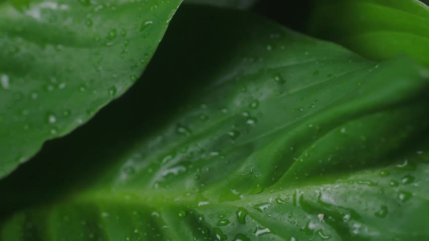 Water droplets cover the surface of plant leaves