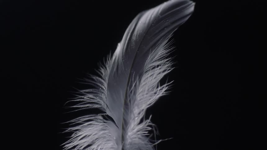 Wind blows through a single feather