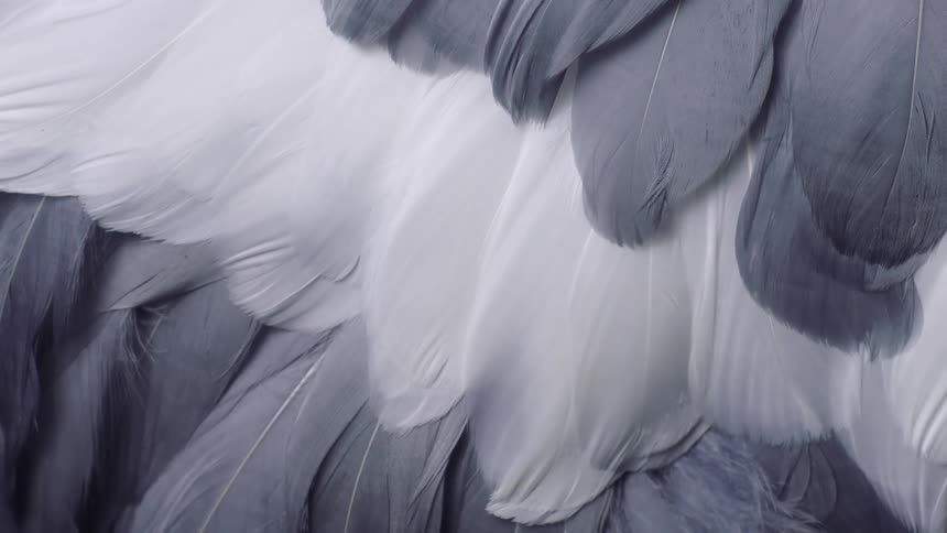 Close up top down view of white and gray feathers