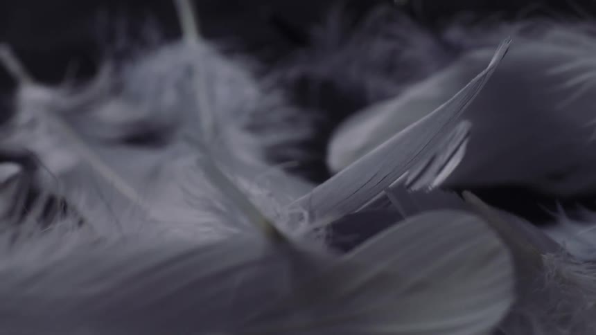 Loose white down feathers blowing and floating onto a small pile against a black background
