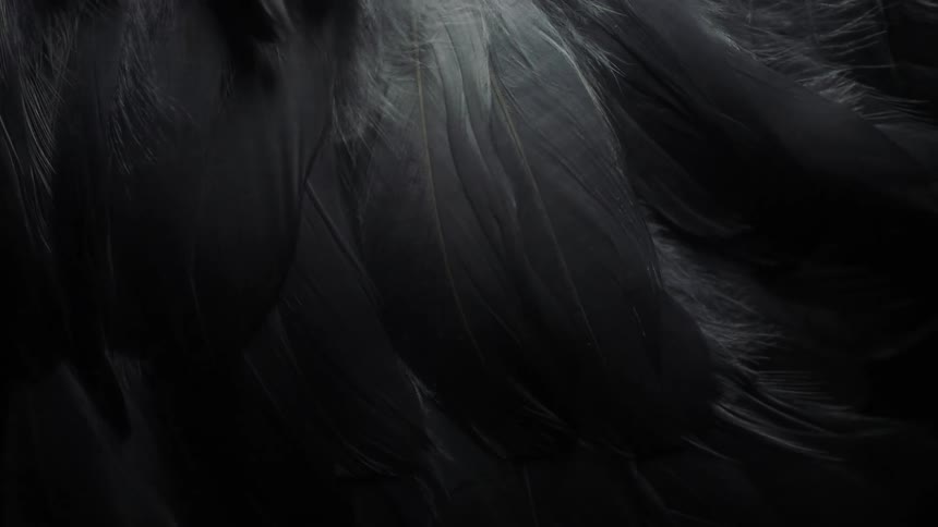 Close up of white and gray feathers under a dim moving white light