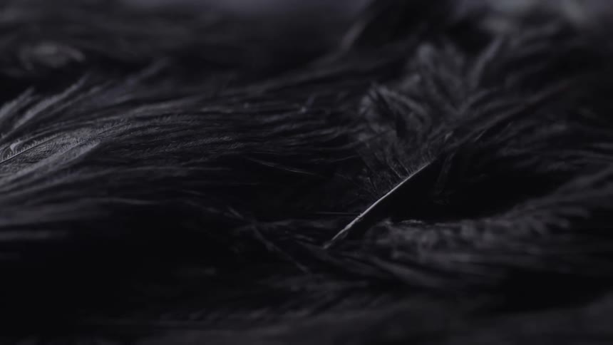 Light shines on dark feathers lying on the ground