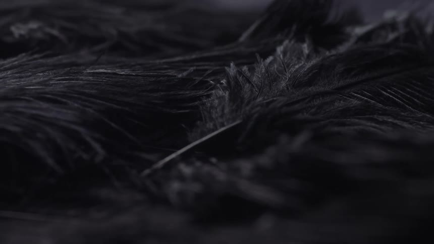 An up close of a black feather