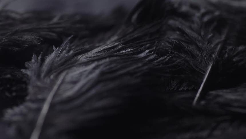 Abstract closeup of gray down feathers probably black and white