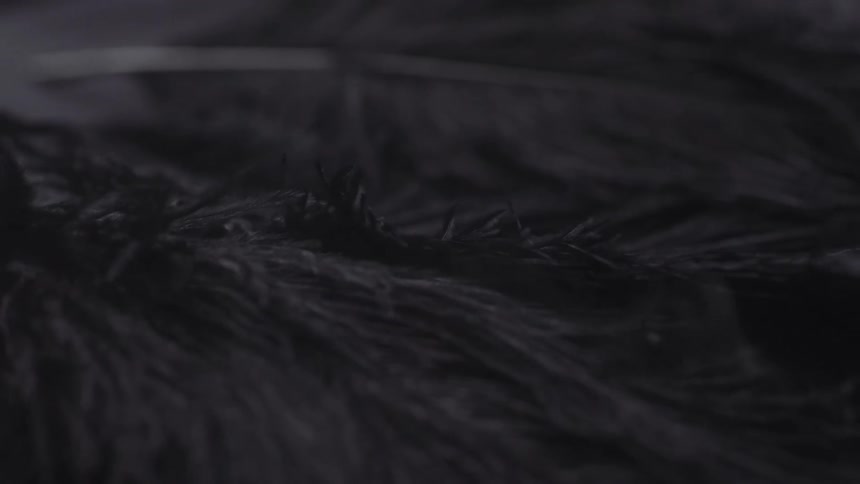 A close up of black feathers blowing in the wind
