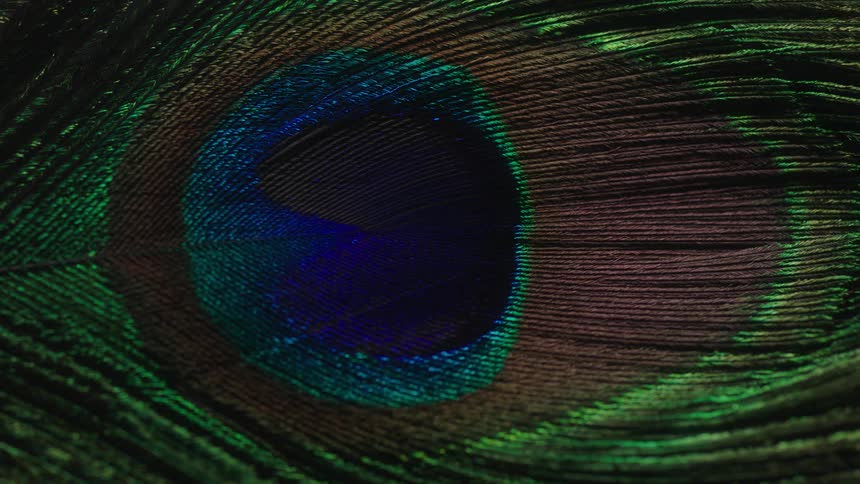 Close up of the eye on a peacock feather coming in and out of shadows