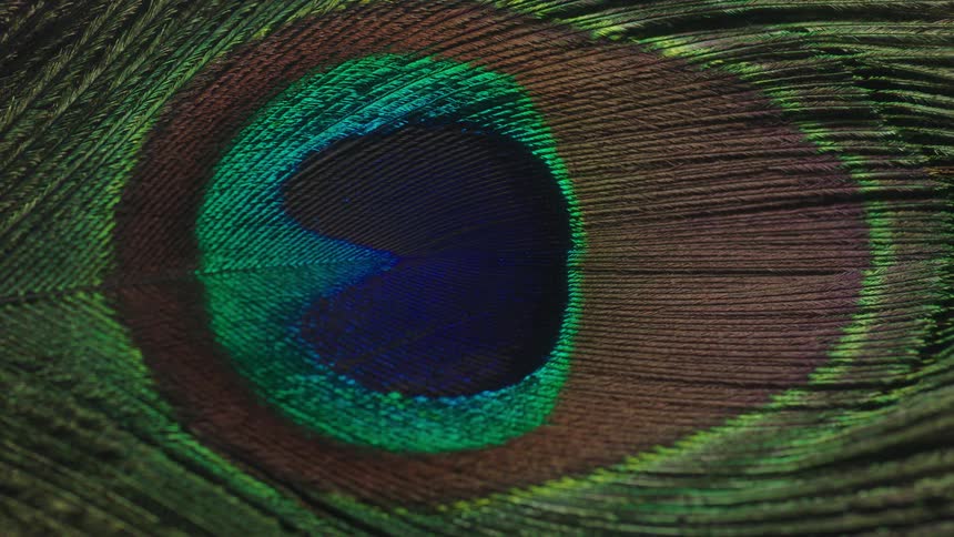 A close up of a peacock feather with light shown on and and then darkening again