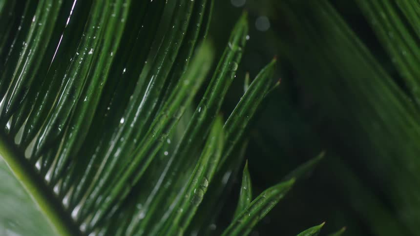 Close up view of a tropical leaf is displayed