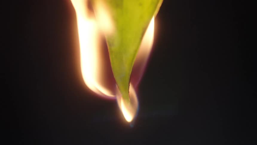 A plant leaf with liquid dripping from it abruptly becomes engulfed in fire