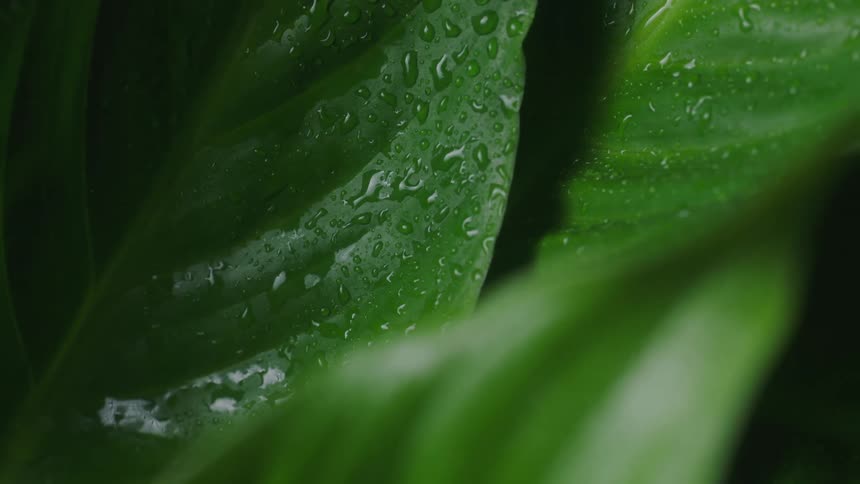 Close up view of a plant in a tropical area