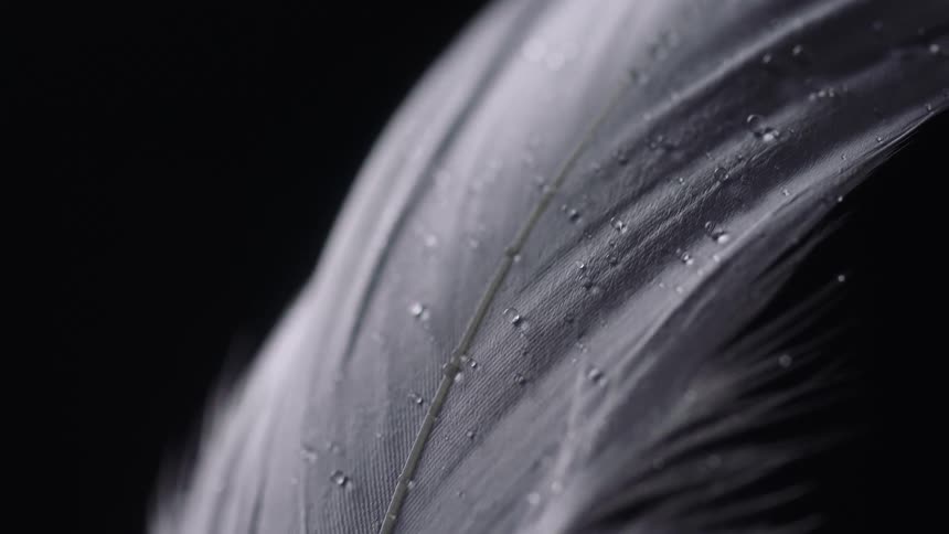 Light shines on a white feather as it turns in the darkness and water droplets reflect the light