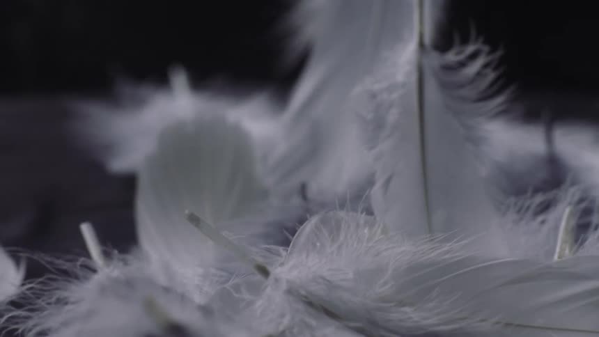 Close up of white feathers falling down and piling up against a black background