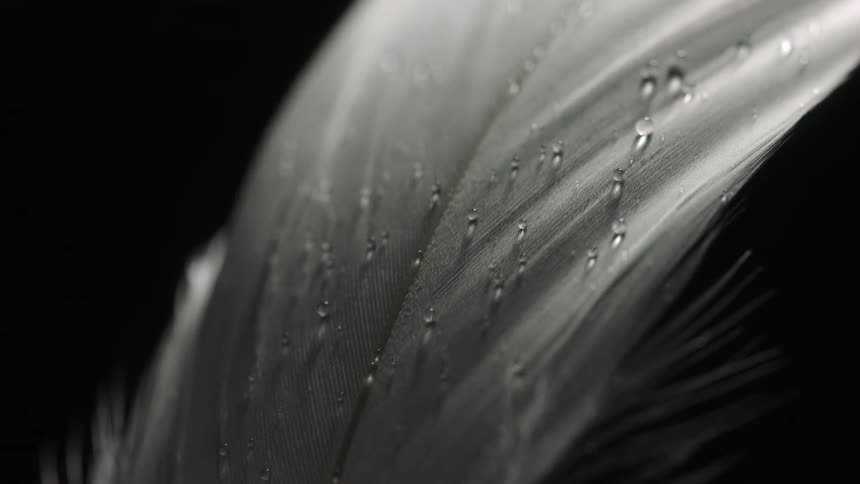 Close up view of a feather with dew droplets is displayed