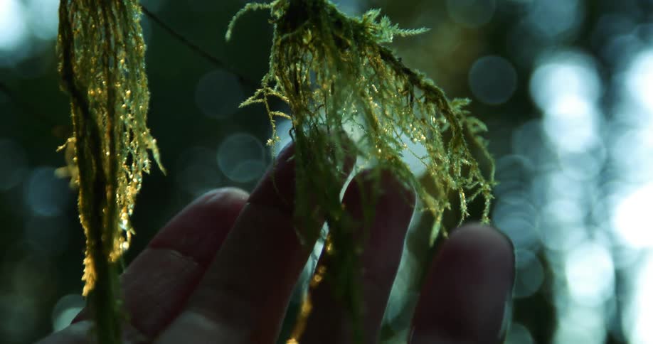 A close up of a persons fingers touching a small fur branch dripping with water