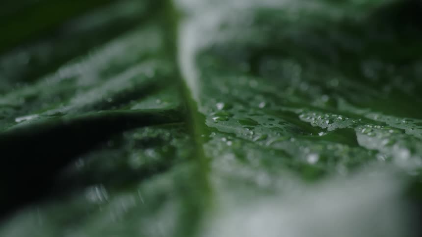 Close up of green leaf with water droplets