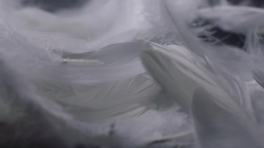 Close up slow motion footage of white feathers falling and piling up