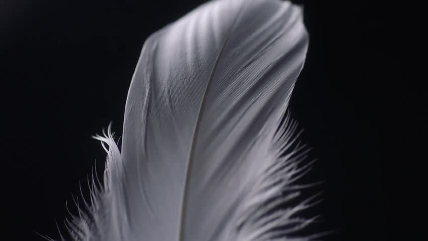 Close up view of a feather is displayed