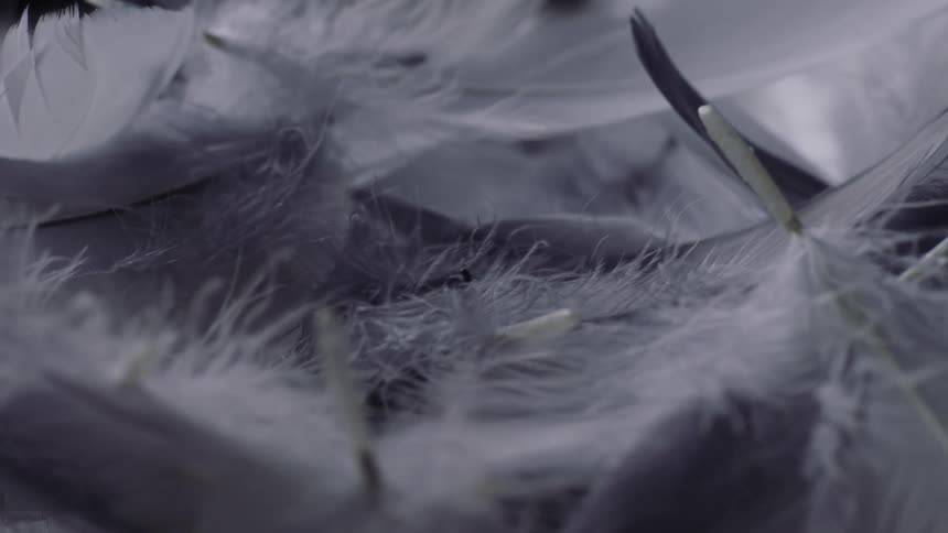 Orbiting close up of a pile of white feathers blown by the wind