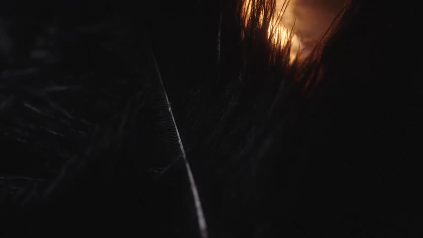 A dark feather is blocking the view of flames wavering as they burn
