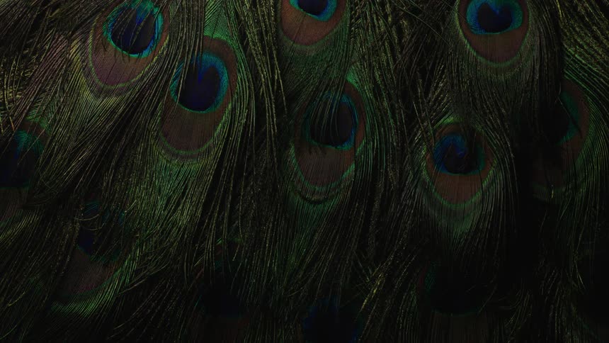 Close up of peacock feathers hanging upside down inside a dimly lit room