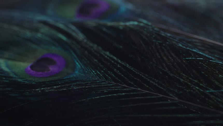 The characteristic pattern of a peacock feather is captured in this closeup