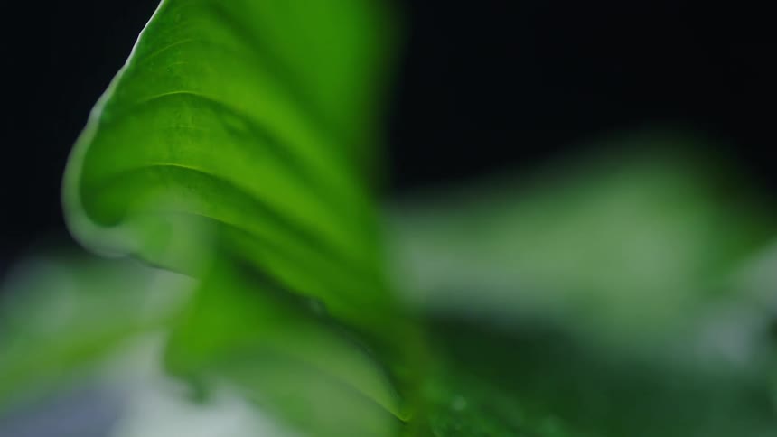 An extreme close up of a green leaf from a plant