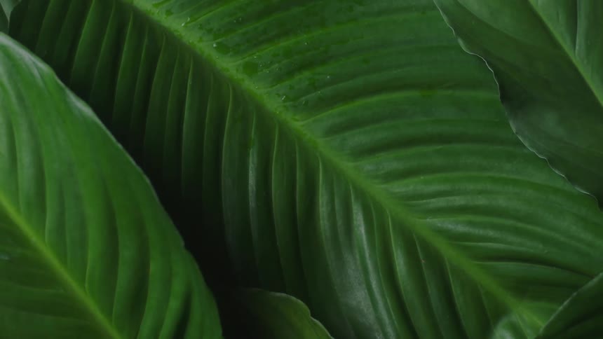 The texture of green leaves is accentuated with light and shadows