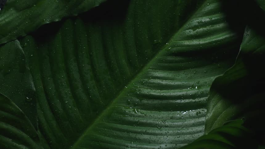 Close up view of a leaf on a tropical tree