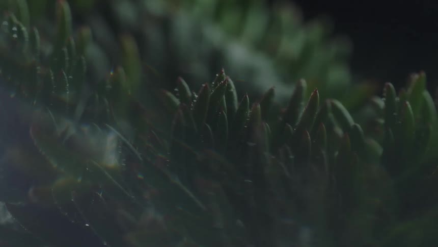 Closeup of pine leaves