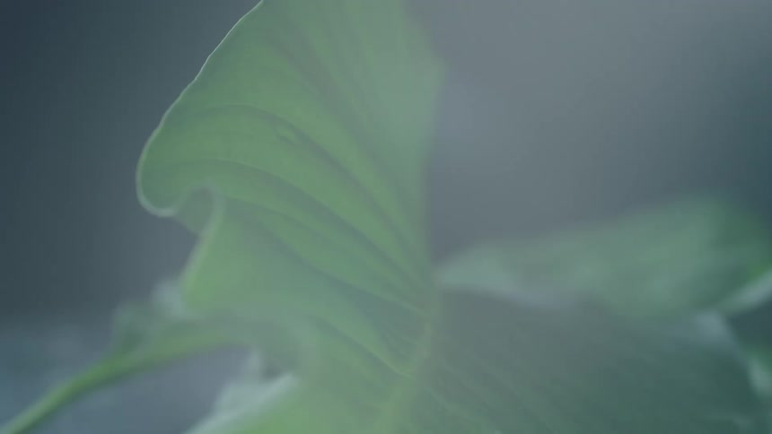 Close up view of a leaf in a tropical area is displayed