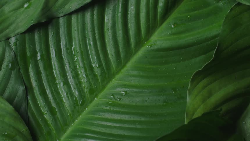 Close up view of a tropical leaf is displayed