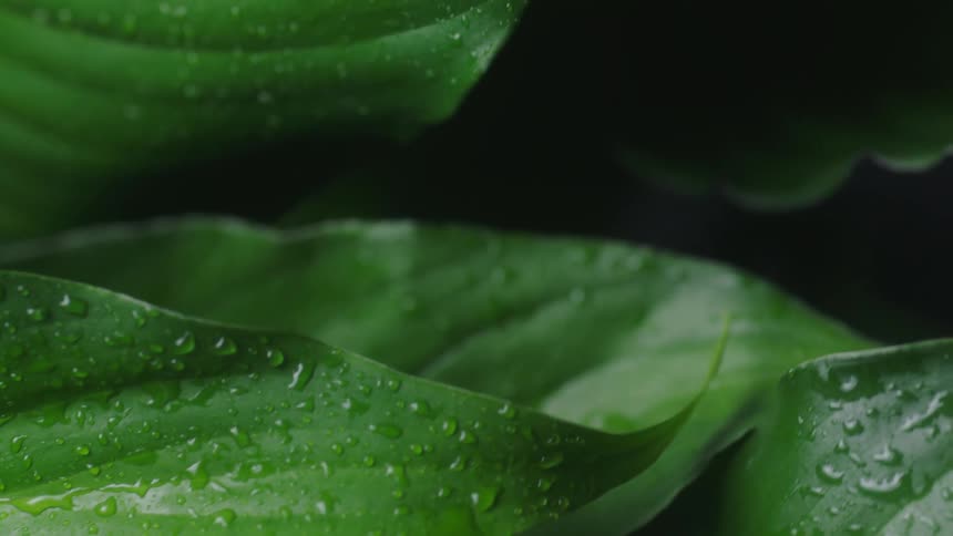 An up close of green plant leaves covered in water droplets