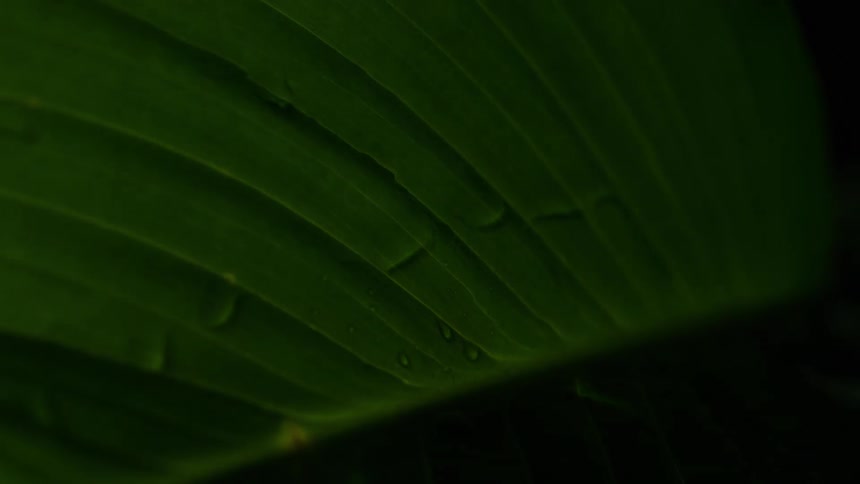 An extreme close up of a green leaf with water droplets beaded on it