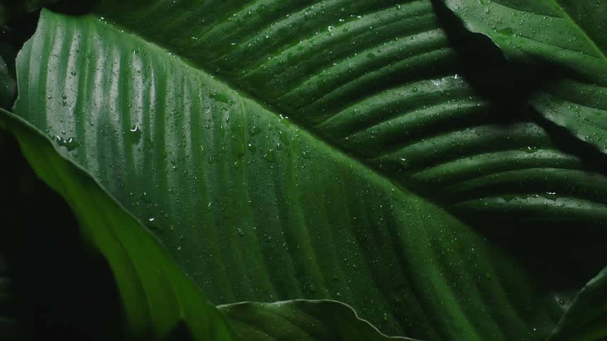 A close up of a large green leaf with dewdrops on it is shown in a time lapse from morning to night